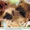 parnassius mnemosyne larva3a